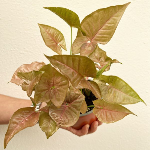 Syngonium Neon 11