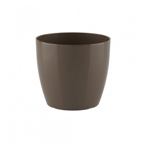 Syngonium Neon 11