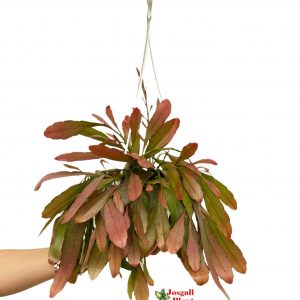 Rhipsalis red coral 15