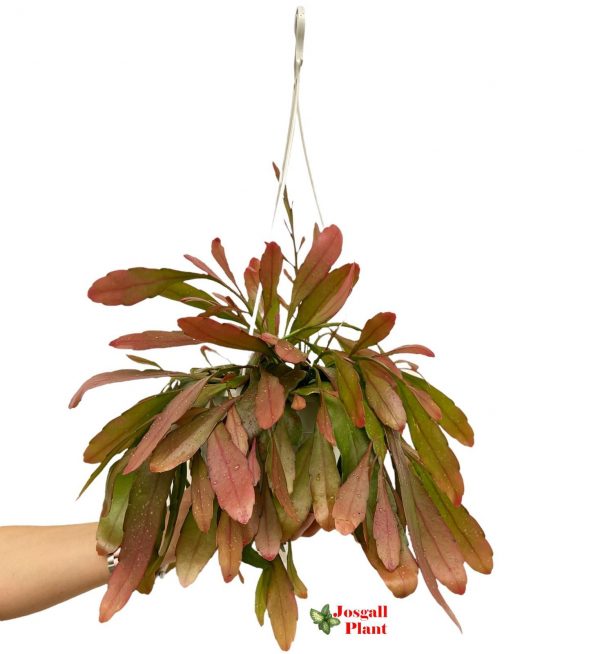 Rhipsalis red coral 15