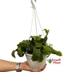 Rhipsalis epiphyllum guatemalense 15