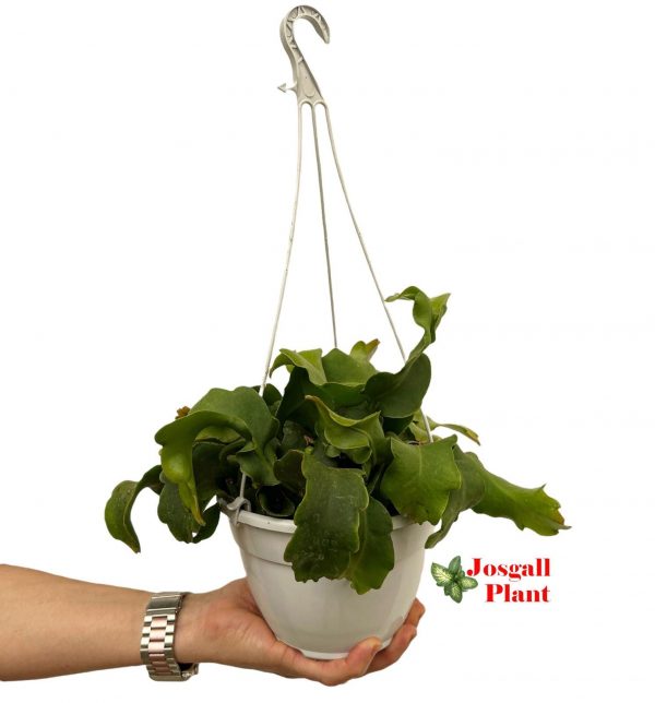 Rhipsalis epiphyllum guatemalense 15