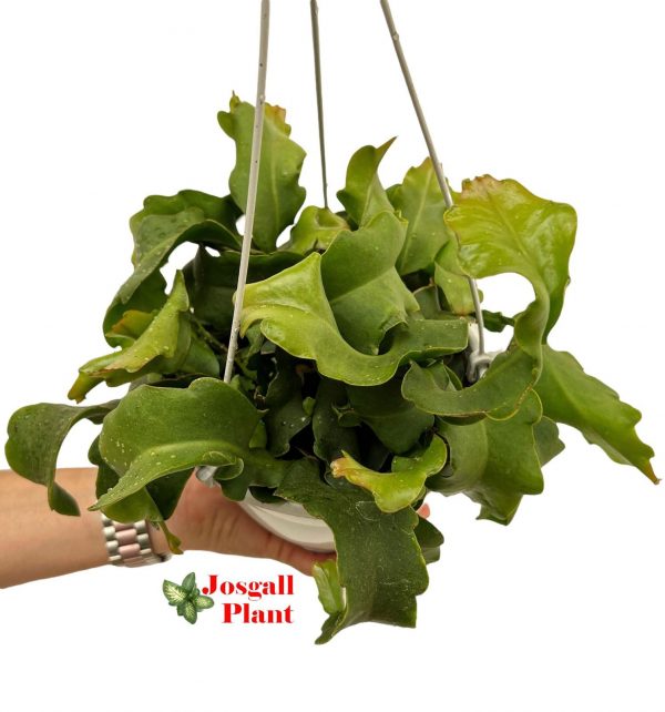 Rhipsalis epiphyllum guatemalense 15