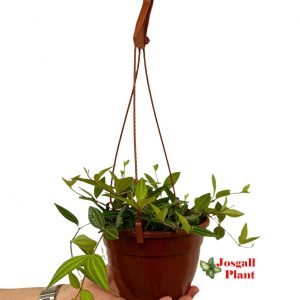 Peperomia puteolata 15