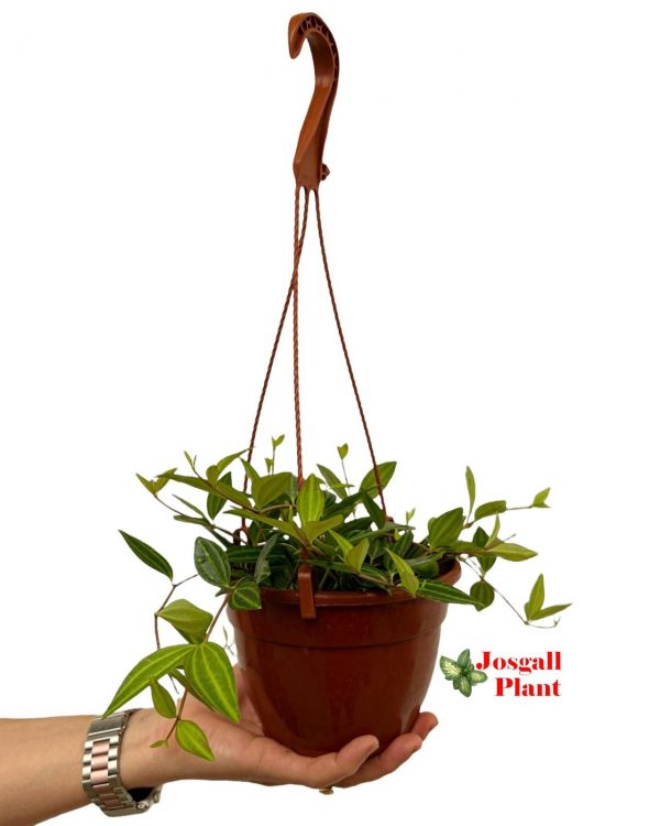 Peperomia puteolata 15