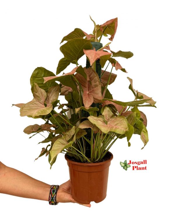 Syngonium tutor 50