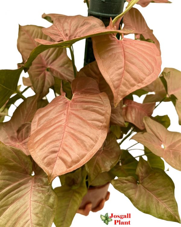 Syngonium tutor 50