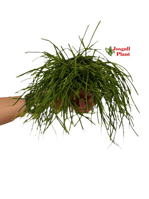 Rhipsalis baccifera oasis