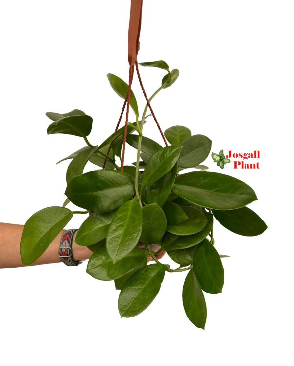Hoya carnosa verde 15