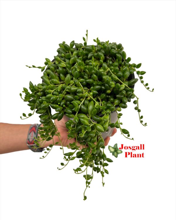 Senecio herreianus 15 alto