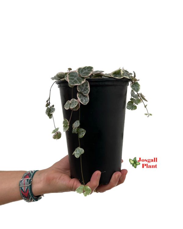 Ceropegia woodii variegata