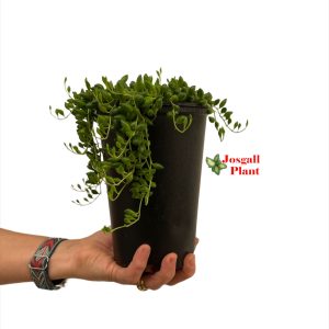 Senecio herreianus 15 alto