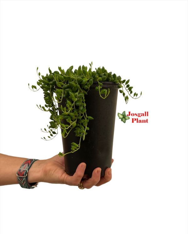 Senecio herreianus 15 alto