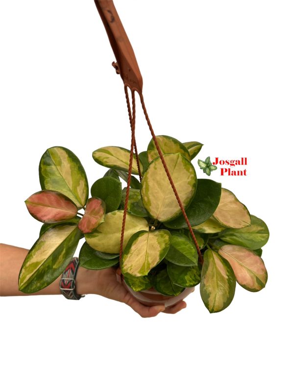 Hoya carnosa australis lisa 15
