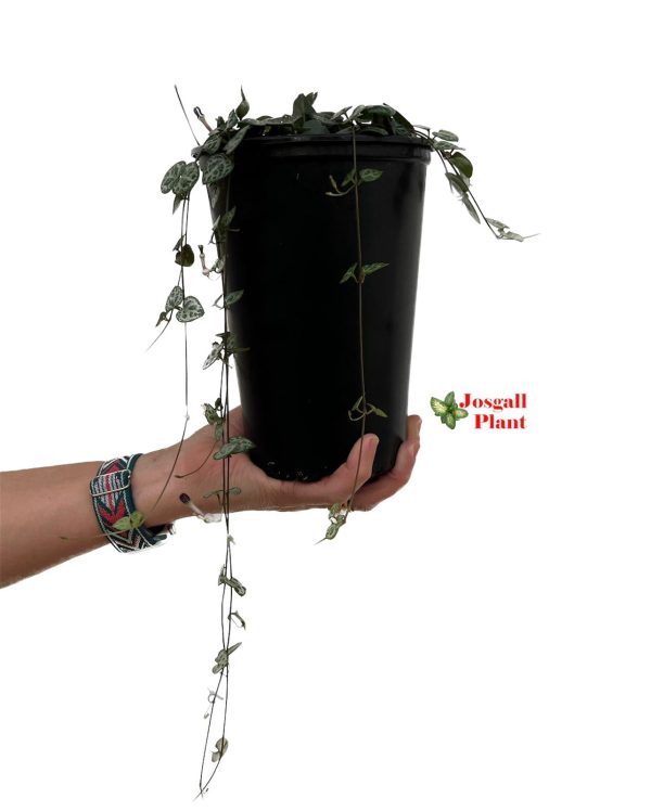 Ceropegia woodii