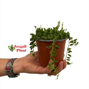 Senecio herreianus 11