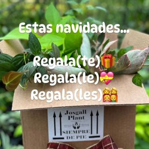Caja Sorpresa Navidad