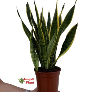 Sansevieria laurenti