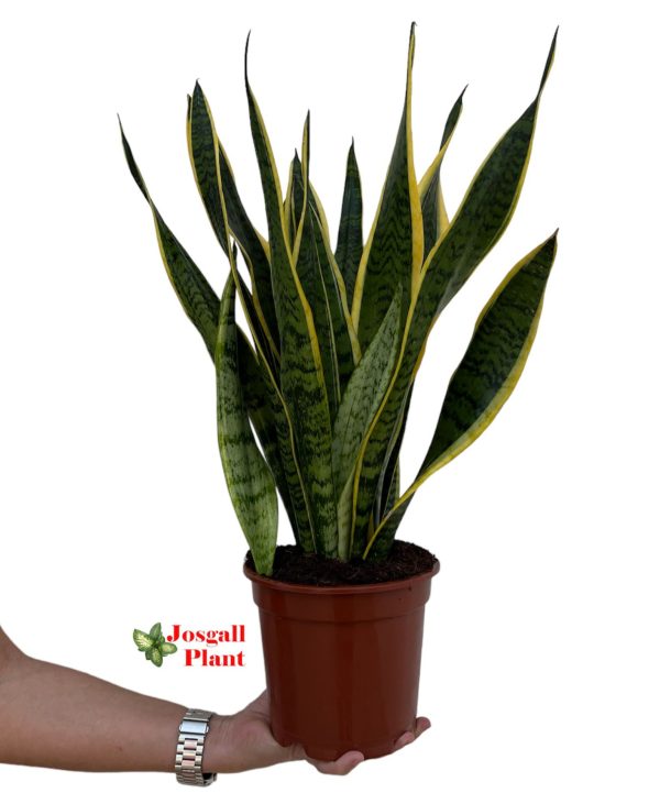 Sansevieria laurenti